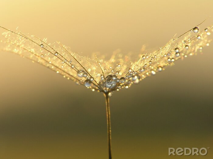 Poster De pluisjes van een paardenbloem zijn bedekt met dauw