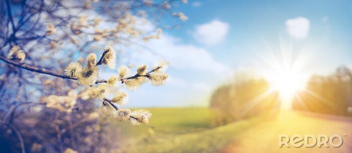 Poster Defocused spring landscape. Beautiful nature with flowering willow branches and  rural road against blue sky and bright sunlight, soft focus. Ultra wide format.