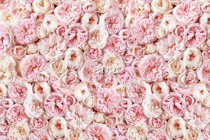 Poster Delicate bloeiende rozen op een pastelkleurige achtergrond