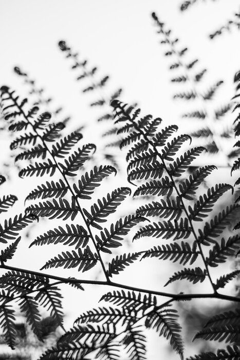 Poster Delicate varen minimale stijl