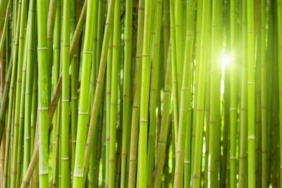Dens bamboebos