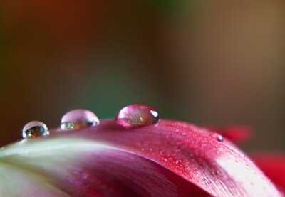 Dew Drop on Tulip
