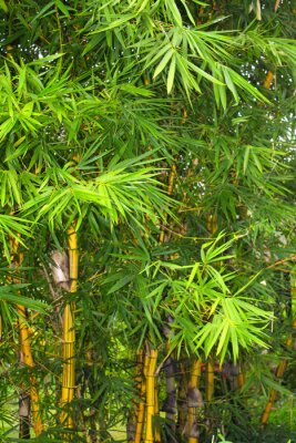 Poster Dichte bamboe bedekt met bladeren