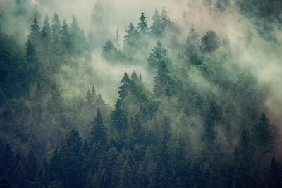 Dichte bomen in de mist