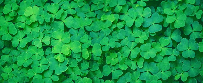 Poster Dichtgroeiende klaver