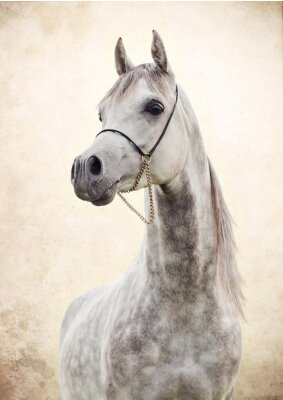 Dier met decoratieve teugels