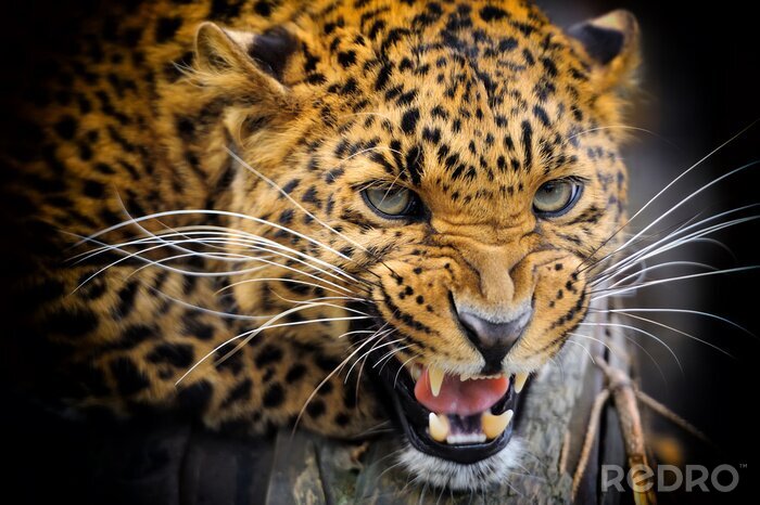 Poster Dier met tanden