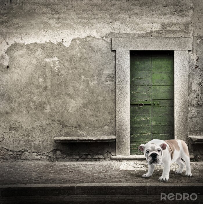 Poster Dier staat op straat