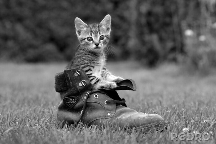 Poster Dier zit in een schoen