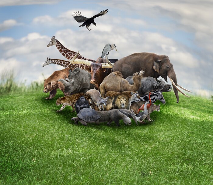 Poster Dieren Concept