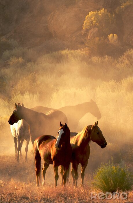 Poster Dieren in een bos bij zonsondergang