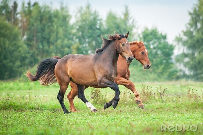 Poster Dieren in galop op de open vlakte