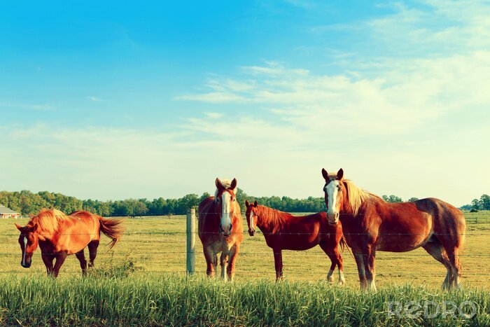 Poster Dieren paarden in de tuin