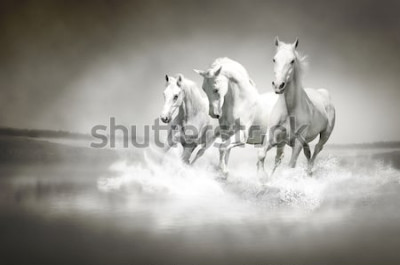 Poster Dieren witte paarden op de vlucht