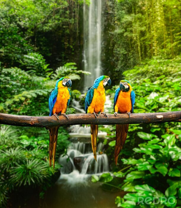 Poster Dieren zittend op een tak