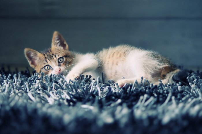 Poster Dierlijk liggend katje