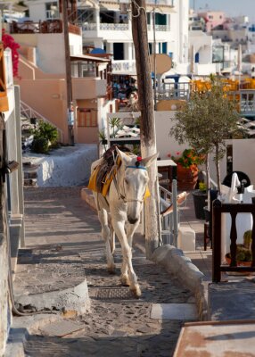 Poster Dierlijke ezel tussen de straten van de stad