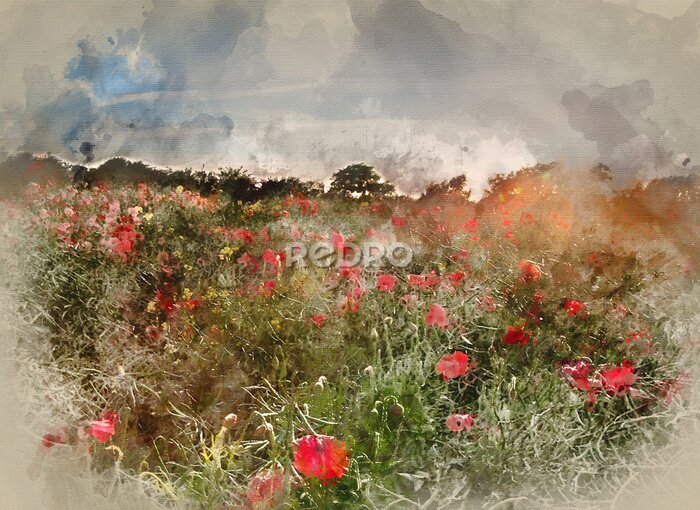 Poster Digital watercolour painting of Poppy field landscape in English countryside in Summer