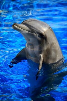 Poster Dolfijndier in het water