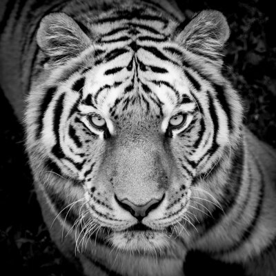 Donker detail met tijger