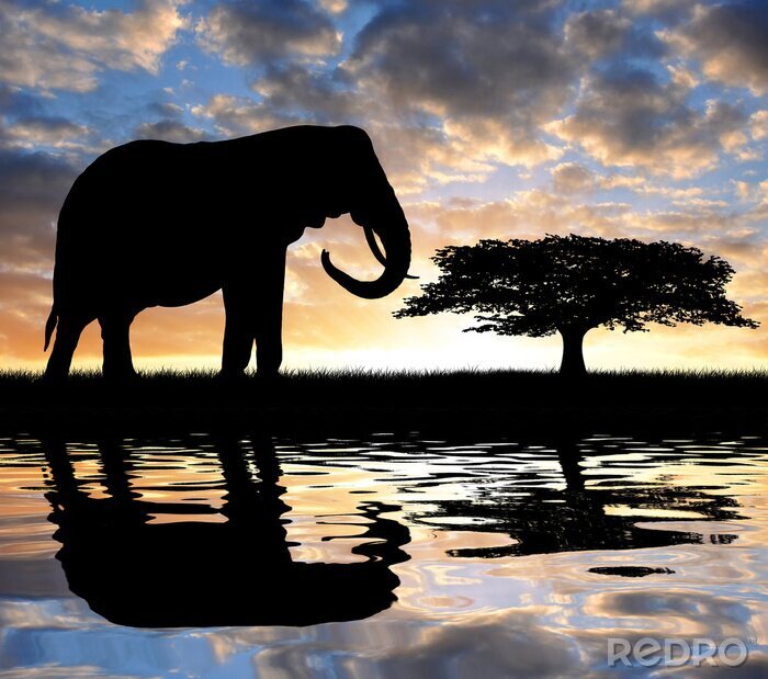 Poster Donker silhouet van een olifant