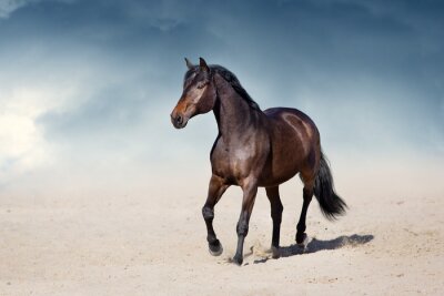 Donkerbruin paard in de woestijn