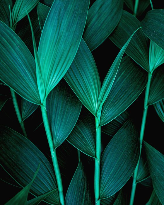 Poster Donkere bladeren van tropische planten