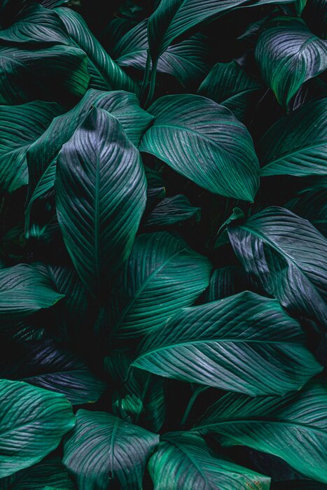 Poster Donkergroene gevlekte bladeren