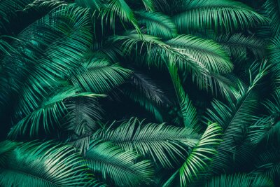 Donkergroene palmbladeren