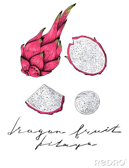 Poster Draroïnefruit, getrokken hand, hoogtepunt en plakken, vector