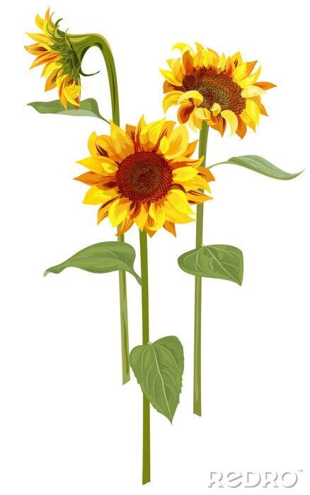 Poster Drie aquarel zonnebloemen