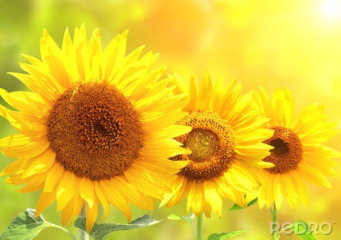 Poster Drie bloemen in de warme zon