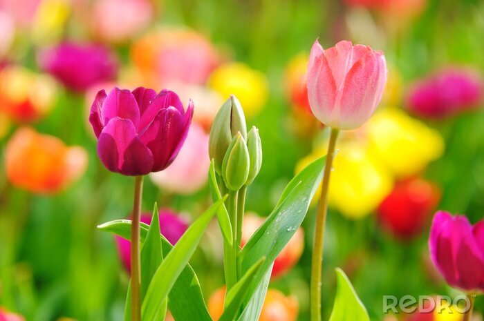 Poster Drie bloemen op de voorgrond