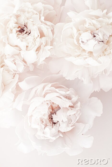 Poster Drie crèmekleurige pioenrozen