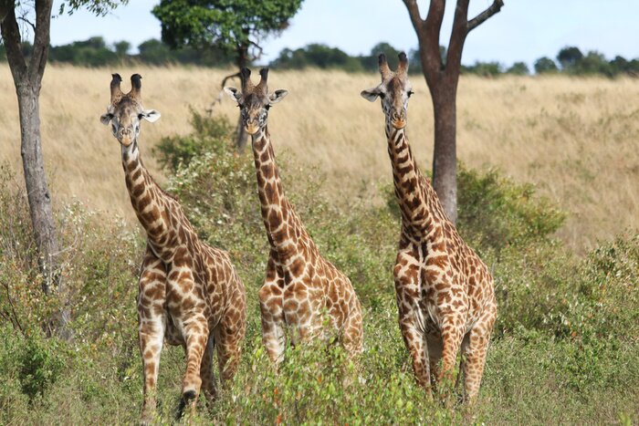 Poster Drie Giraffen Zich Dichtbij Een Struik