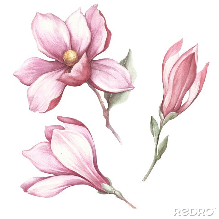Poster Drie magnoliabloemen op een witte achtergrond
