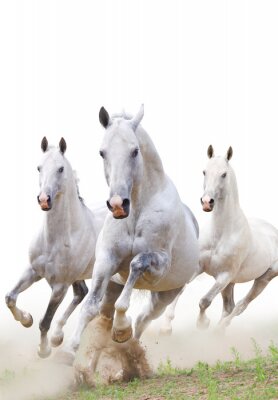 Drie paarden in grijs stof