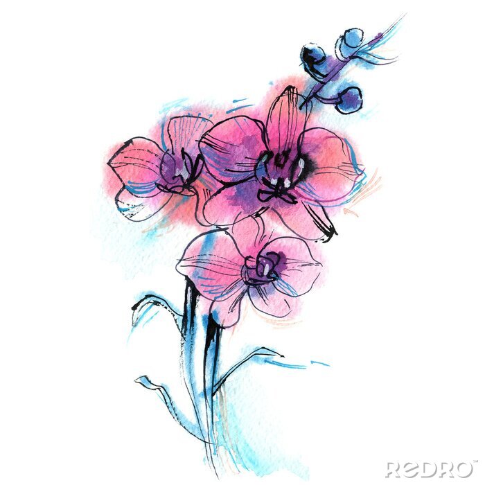Poster Drie paarse orchidee, tak, bloem, waterverf schets op een witte achtergrond