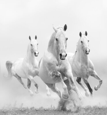 Drie witte paarden in galop