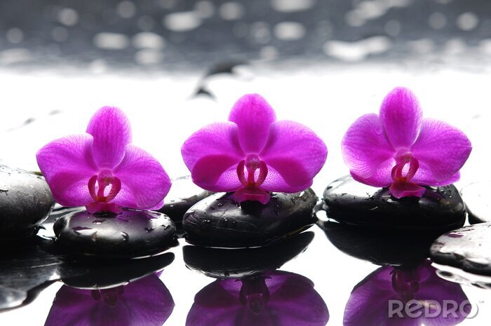 Poster Drie Zen stenen en drie orchideeën met reflectie