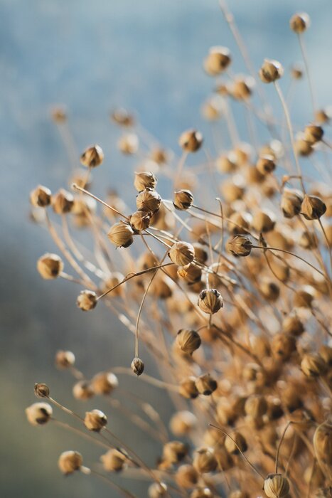 Poster Dried flax close-up view. Sadness, autumn melancholy, depression, mourn, grief concept