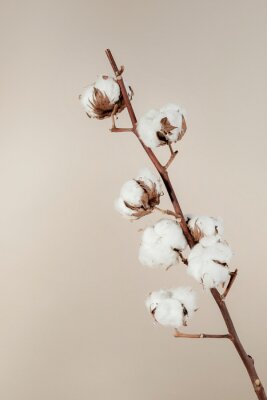 Poster Dried natural cotton branch isolated on beige background