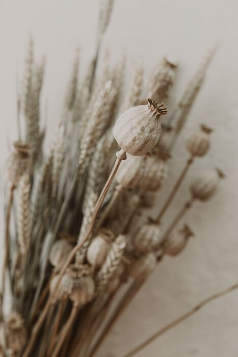 Poster Dried Poppy vintage lifestyle image minimal concept, poster image