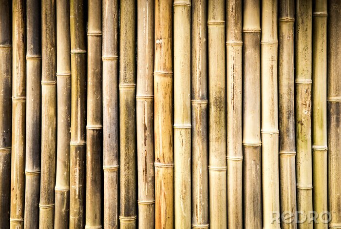 Poster Droge bamboe stengels