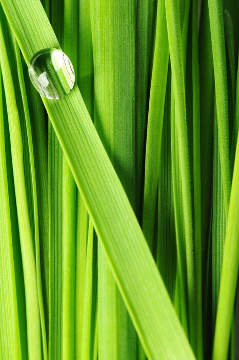 Poster Druppels op een gras