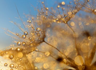 Druppels water op een paardebloem