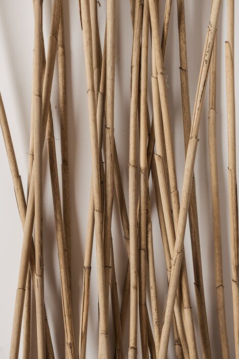 Poster Dry cane reeds stalks on white background. Minimalist nature concept.