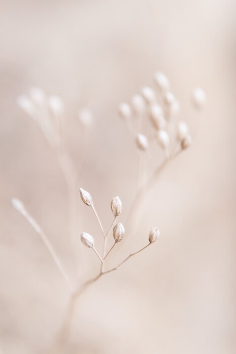 Poster Dry flowers plant floral branch on soft beige pastel background. Blurred selective focus. Pattern with neutral natural colors.