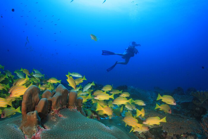 Poster Duiken in de oceaan