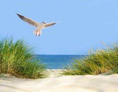 Fotobehang Duinen, meeuw en de zee